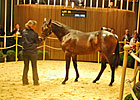 Invincible Spirit Colt Leads Way at Deauville