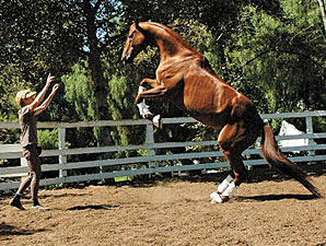 Inside Track: World's Smartest Horse Inside Track: World's Smartest Horse