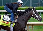 Starlight to Help Fund Laminitis Research Starlight to Help Fund Laminitis Research