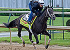 Plenty of Sale Bargains in 2014 Derby Field Plenty of Sale Bargains in 2014 Derby Field