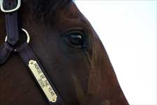 Invasor Drills Sharp 5 Furlongs, to Ship March 20 Invasor Drills Sharp 5 Furlongs, to Ship March 20