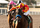 Irish Gypsy Makes Quick Return in 'Bernardo Irish Gypsy Makes Quick Return in 'Bernardo