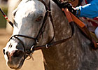 Baffert May Add Irrefutable to BC Brigade 