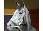 'Fashion' Foals Storm Cat Filly 'Fashion' Foals Storm Cat Filly