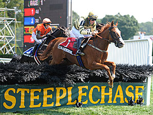 No Dominant Horse in Steeplechase Category No Dominant Horse in Steeplechase Category