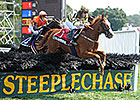 No Dominant Horse in Steeplechase Category No Dominant Horse in Steeplechase Category