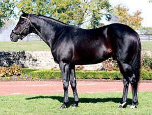 It's No Joke Sires First Foal It's No Joke Sires First Foal