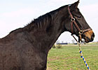 Top Mare Iza Valentine Dies Top Mare Iza Valentine Dies