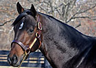 Grade II Winner J Be K's First Foal is Colt