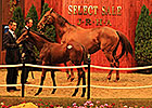 Azeri Colt Tops JRHA Foal Sale, Again Azeri Colt Tops JRHA Foal Sale, Again