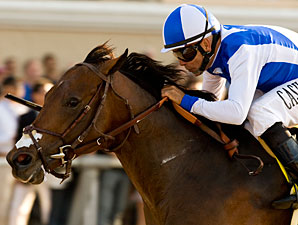 Grade I Winner J P's Gusto to Journeyman Stud Grade I Winner J P's Gusto to Journeyman Stud