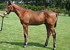 Japan Sale: Young Sire Has Deep Impact Japan Sale: Young Sire Has Deep Impact