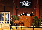 Deep Impact Colt Leads Record JRHA Sale Deep Impact Colt Leads Record JRHA Sale