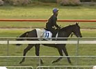 Caulfield Cup: Alex Cairns - Jakkalberry Caulfield Cup: Alex Cairns - Jakkalberry