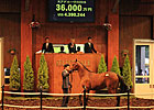 Yearling Filly Sets Record at Japanese Sale