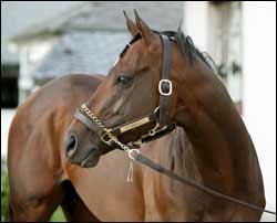 Jazil Retired to Stud at Shadwell Jazil Retired to Stud at Shadwell
