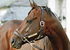 Jazil Retired to Stud at Shadwell