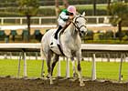 Grade II Winner Jibboom Retired Grade II Winner Jibboom Retired