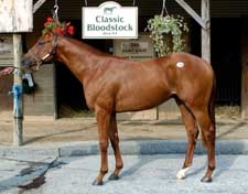 Zounds Sets Fasig-Tipton Midlantic Juvenile and Maryland Record Zounds Sets Fasig-Tipton Midlantic Juvenile and Maryland Record