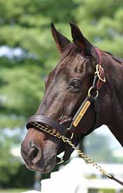 Legend John Henry Euthanized Legend John Henry Euthanized