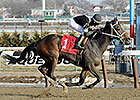 Delaware Oaks Lures Joint Return, Vero Amore Delaware Oaks Lures Joint Return, Vero Amore