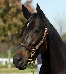 Receiver Named to Sell Some Stonewall Horses Receiver Named to Sell Some Stonewall Horses