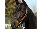 Receiver Named to Sell Some Stonewall Horses