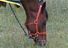 Top Sprinters Square off in King's Stand
