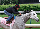 Backstretch Snapshot: Joyful Victory Backstretch Snapshot: Joyful Victory