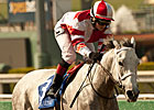 Featured Horse Profile: Joyful Victory Featured Horse Profile: Joyful Victory
