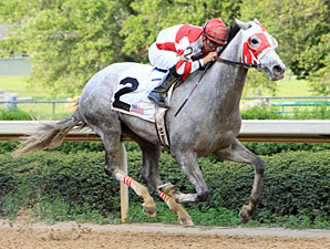 Joyful Victory Back at Churchill for Chilukki Joyful Victory Back at Churchill for Chilukki