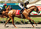 Judy the Beauty Classy Rancho Bernardo Winner Judy the Beauty Classy Rancho Bernardo Winner
