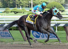 Zayat Pair to Tangle in Forego Stakes Zayat Pair to Tangle in Forego Stakes