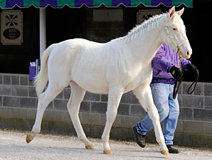 White Prince Goes Back to Breeder White Prince Goes Back to Breeder