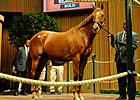 Azeri Sells for $2.25 Million at Keeneland