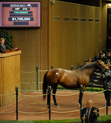 Summer Raven Soars to $1.7 Million Summer Raven Soars to $1.7 Million