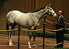 Langfuhr Colt Tops Keeneland Opener Langfuhr Colt Tops Keeneland Opener