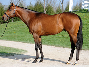 Don Gato Among Standouts at Keeneland Don Gato Among Standouts at Keeneland