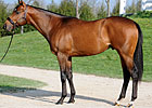 Don Gato Among Standouts at Keeneland