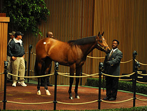 Don Gato Brings $800,000 at Keeneland Don Gato Brings $800,000 at Keeneland