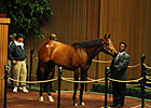 Don Gato Brings $800,000 at Keeneland Don Gato Brings $800,000 at Keeneland