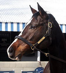 Top Turf Mare Keertana Sells for $1 Million Top Turf Mare Keertana Sells for $1 Million