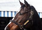 Top Turf Mare Keertana Sells for $1 Million