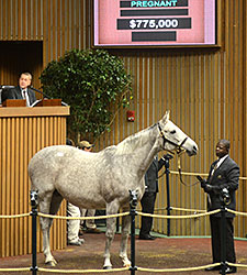 Absent Dispersal, Keeneland Figures Decline Absent Dispersal, Keeneland Figures Decline