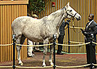 Absent Dispersal, Keeneland Figures Decline Absent Dispersal, Keeneland Figures Decline