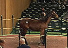 Yearling Colt Tops Keeneland January Day 3 Yearling Colt Tops Keeneland January Day 3