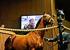 Keeneland Catalogs 1,590 for January Sale Keeneland Catalogs 1,590 for January Sale