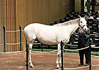 Cozzene Mare Tops Fourth Day at Keeneland Cozzene Mare Tops Fourth Day at Keeneland