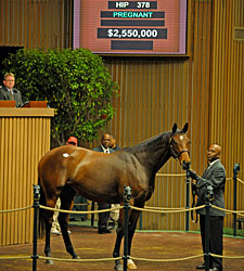Giant's Causeway Filly Brings $2,550,000 Giant's Causeway Filly Brings $2,550,000