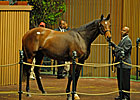 Giant's Causeway Filly Brings $2,550,000 Giant's Causeway Filly Brings $2,550,000